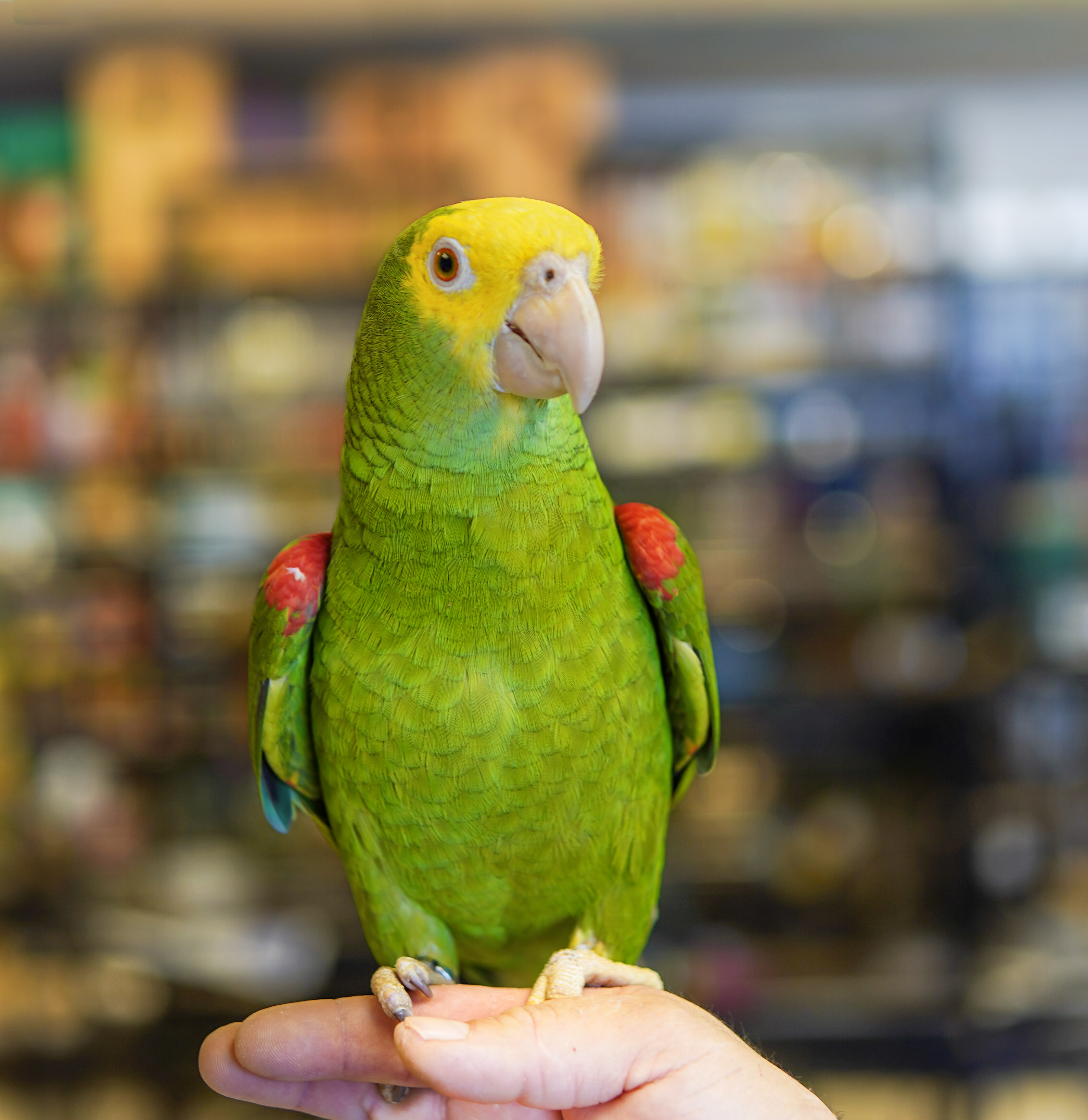 Amazon Parrot at VCM Bird Land