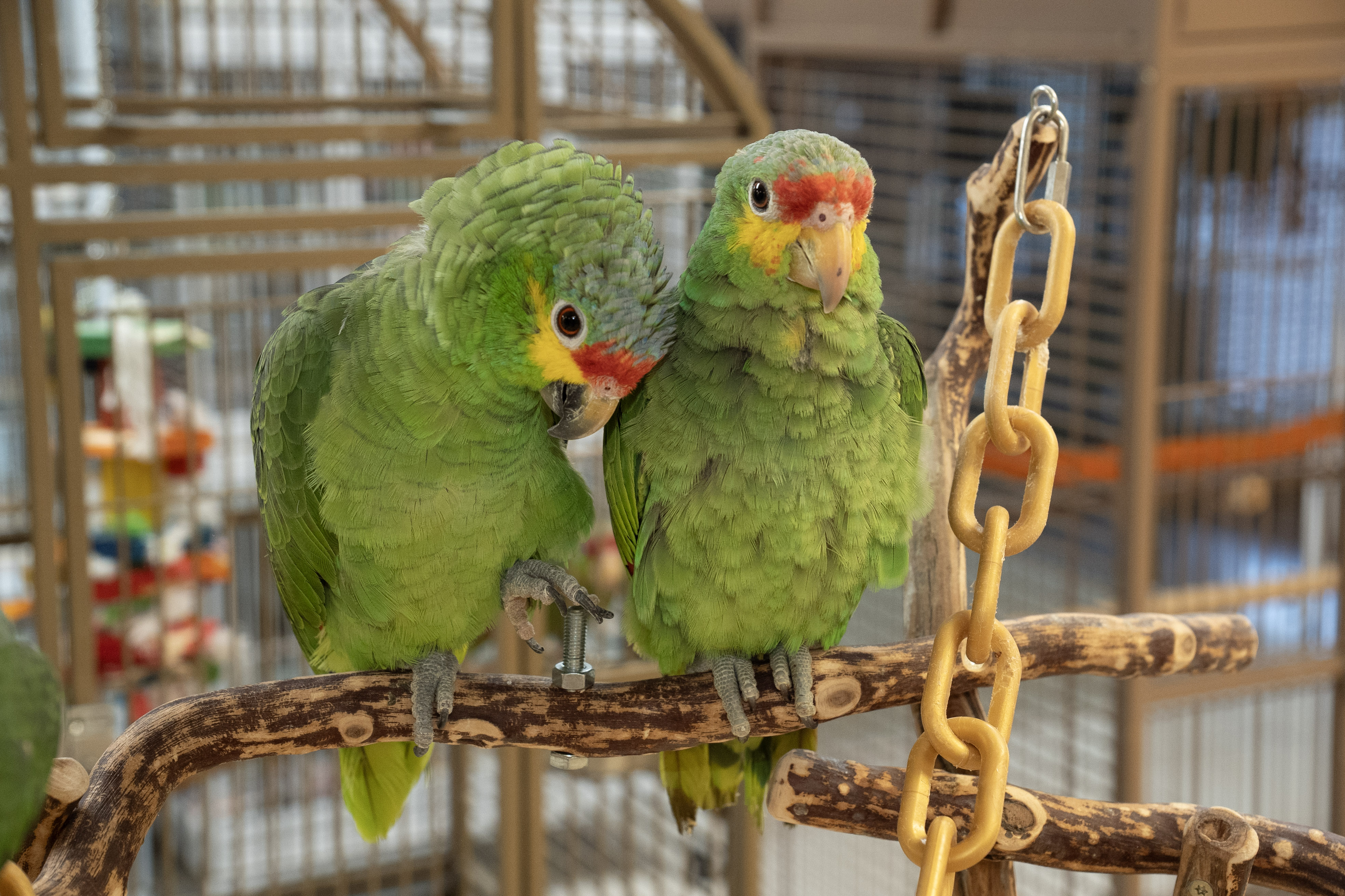 Amazon Parrot at VCM Bird Land