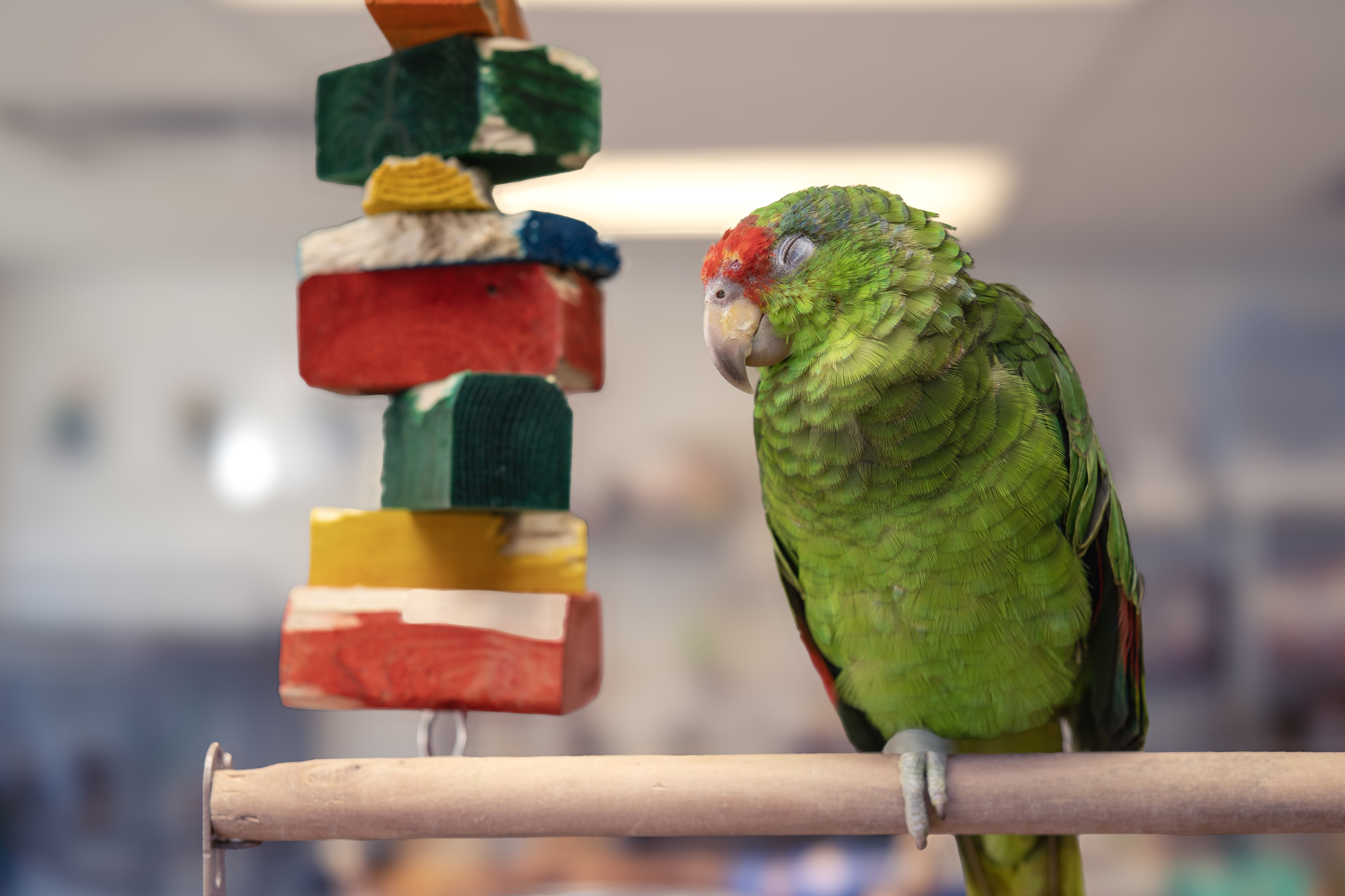 Amazon Parrot at VCM Bird Land
