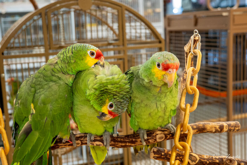 Amazon Parrots