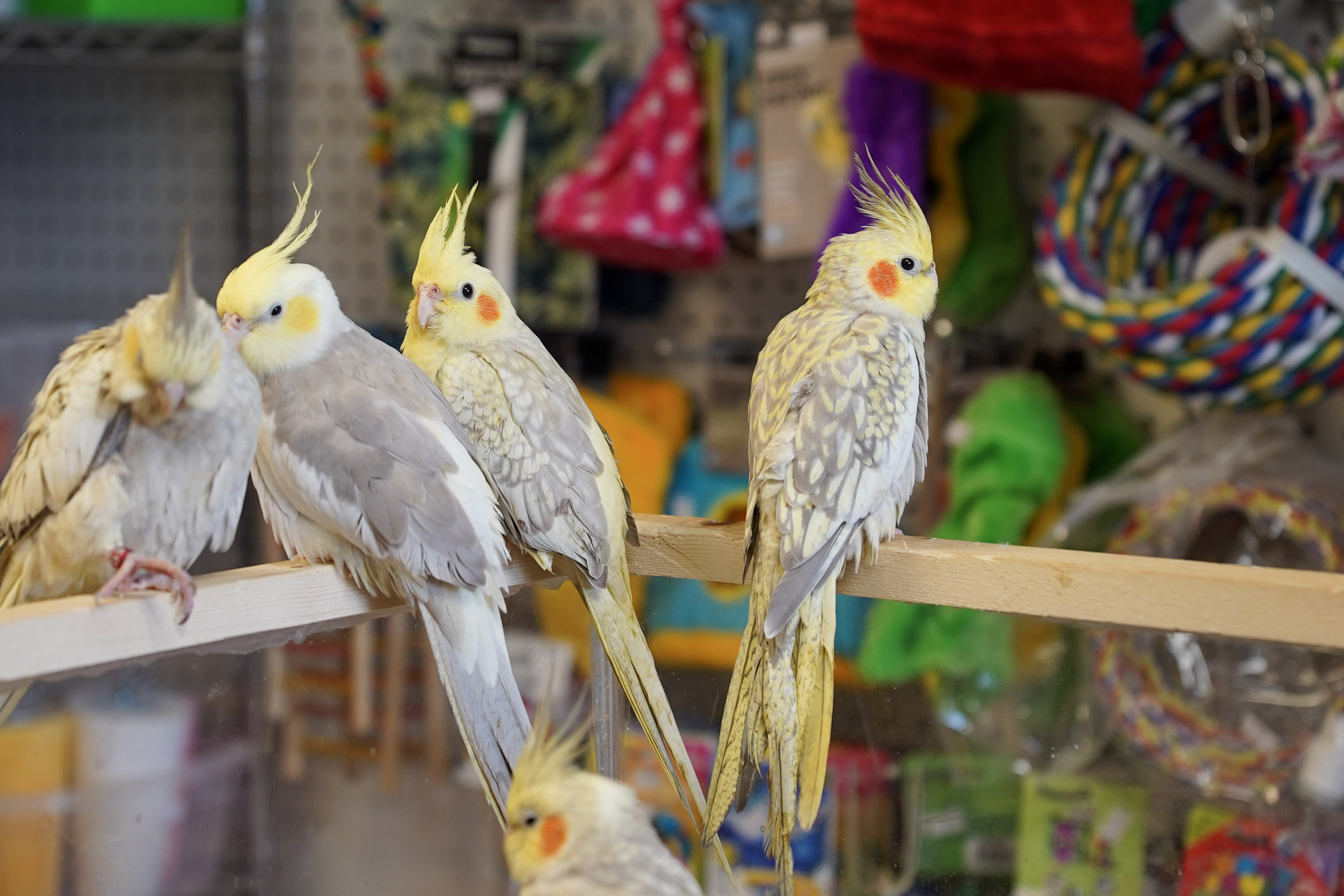 Cockatiels