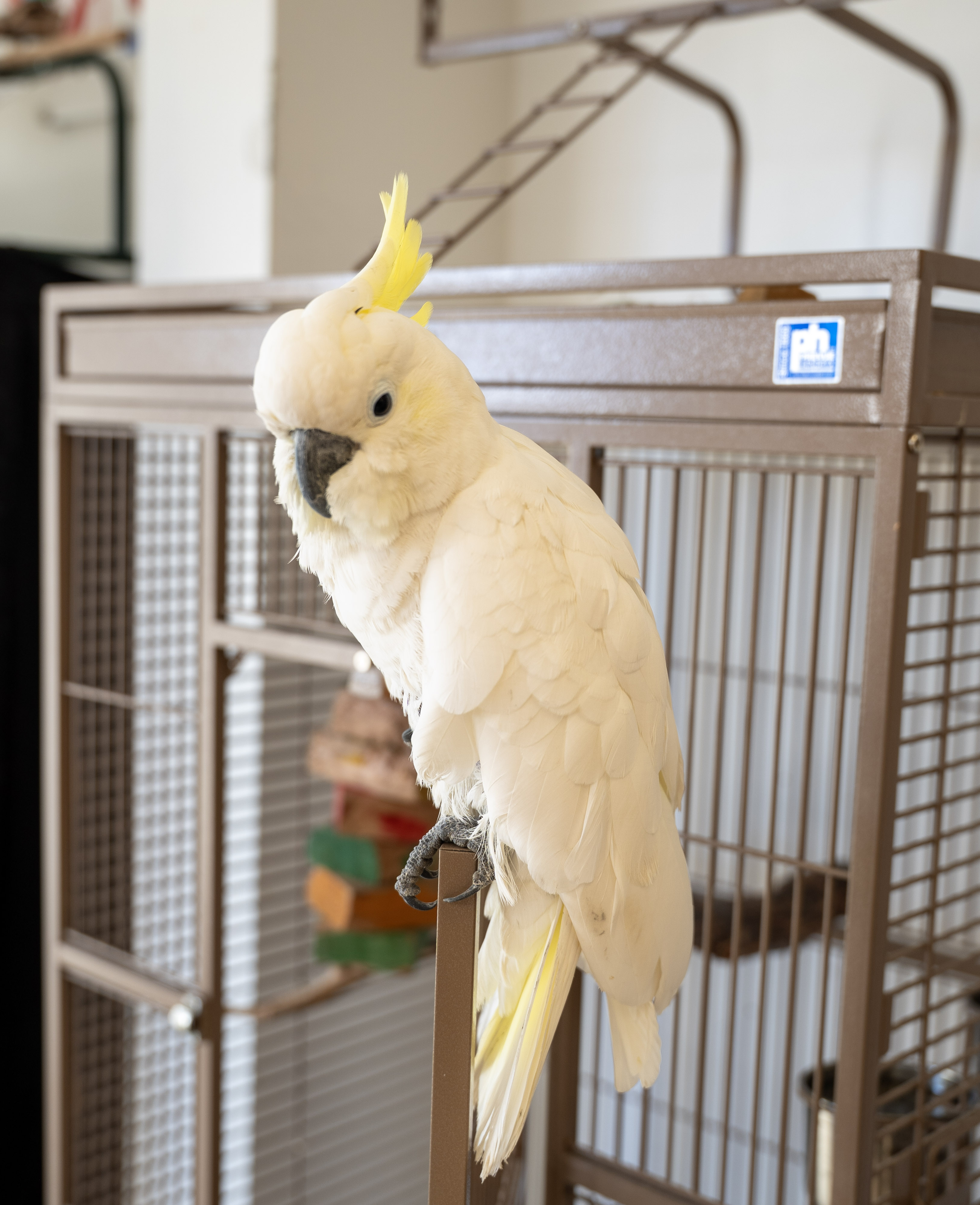Cockatoo at VCM Bird Land