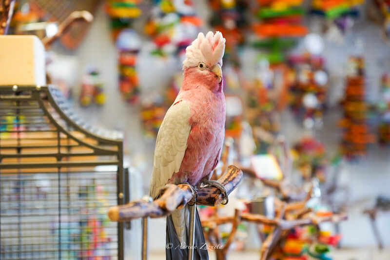 Rose-breasted Cockatoo