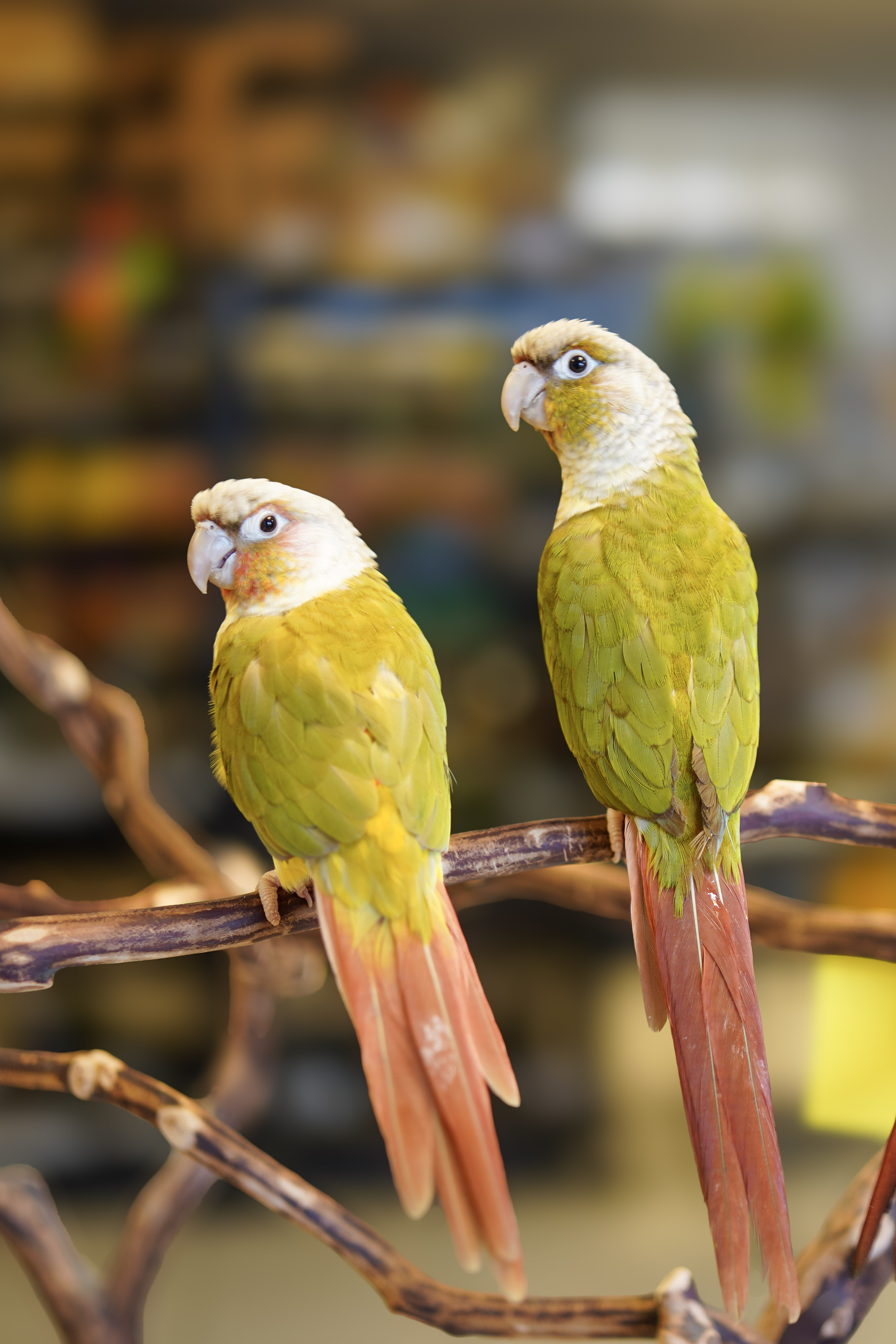 Conure at VCM Bird Land