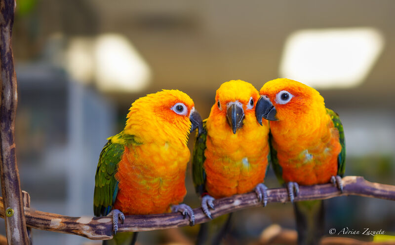 Sun Conures