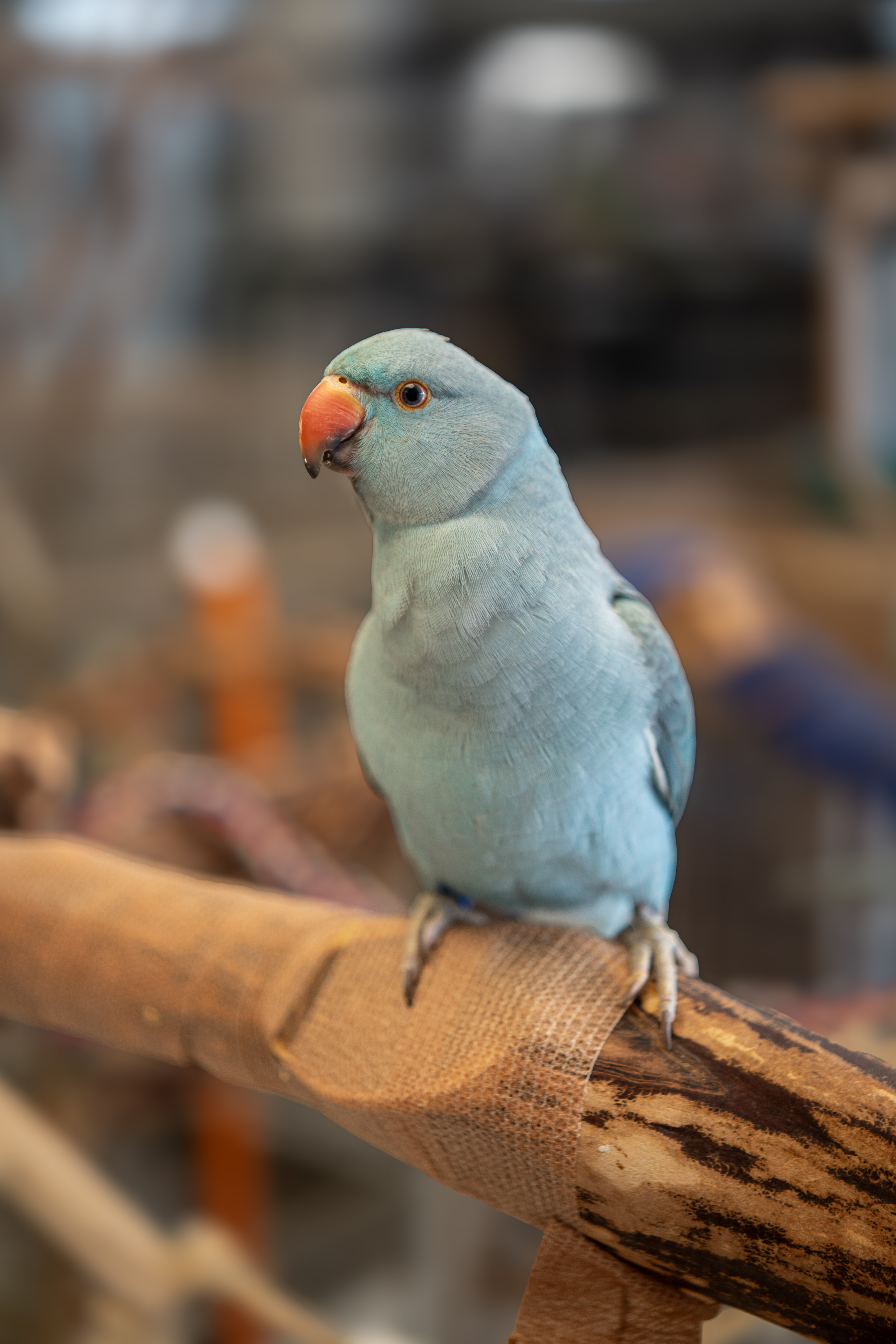 Indian Ringneck Parakeet at VCM Bird Land