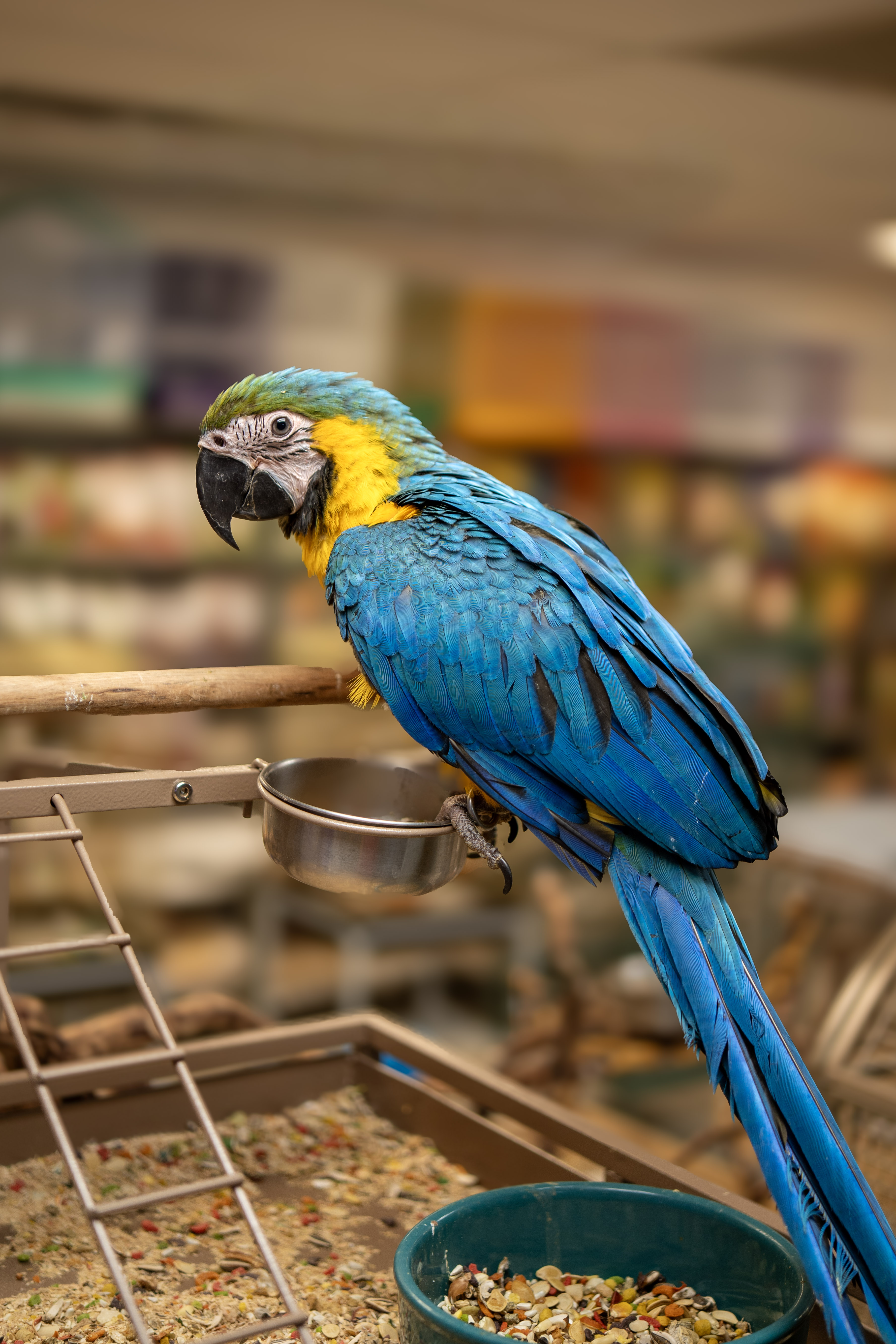 Macaw at VCM Bird Land