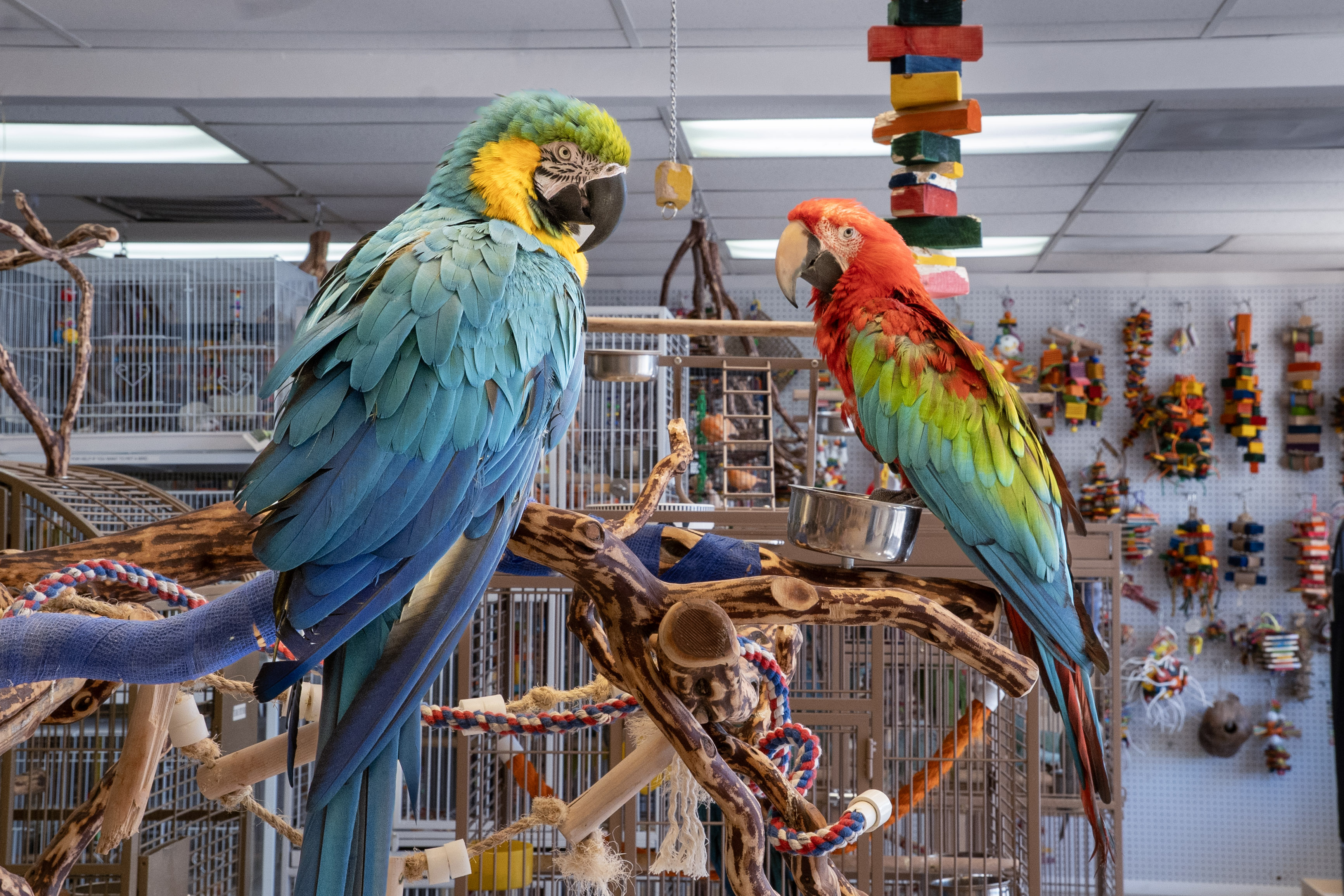 Macaw at VCM Bird Land