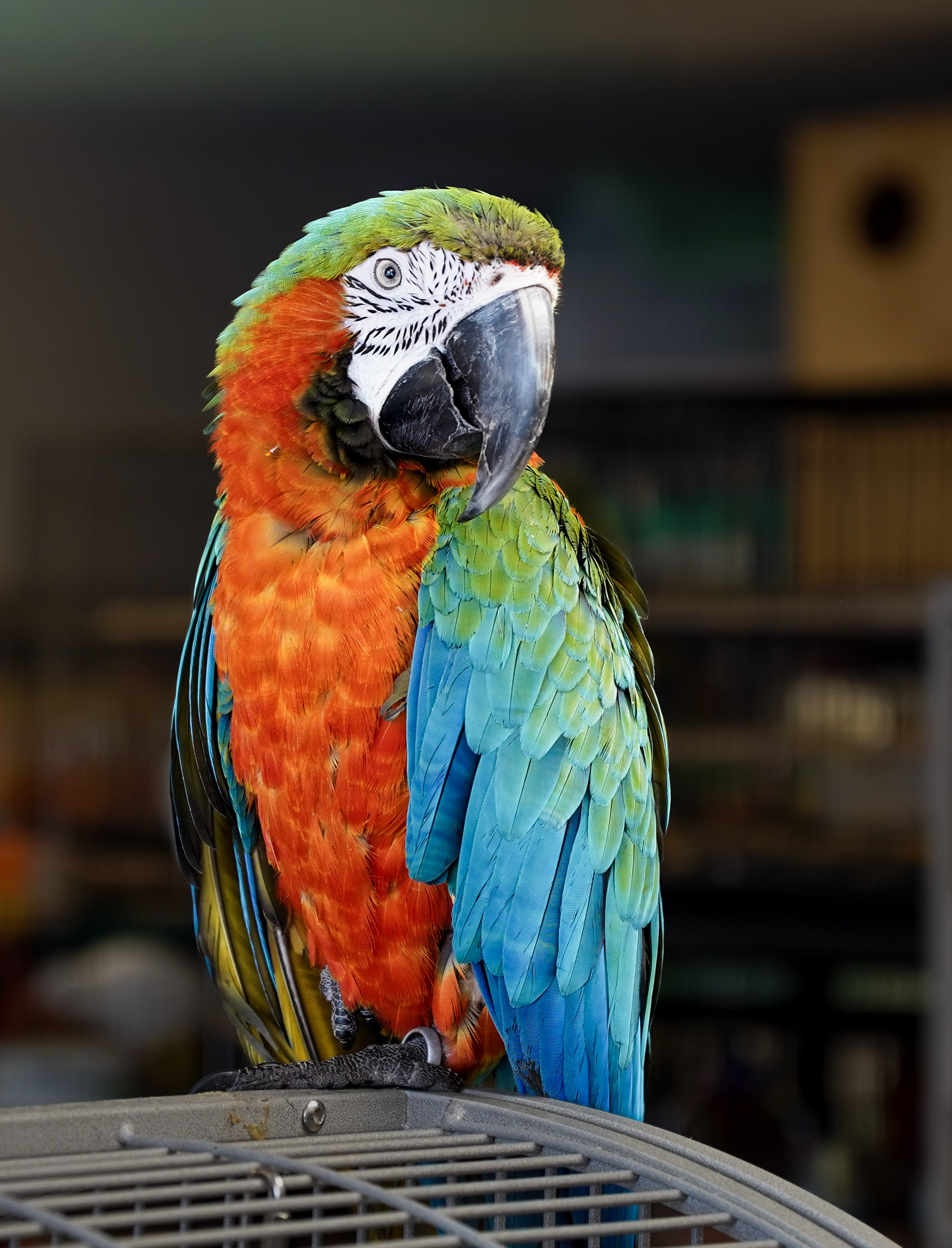 Macaw at VCM Bird Land