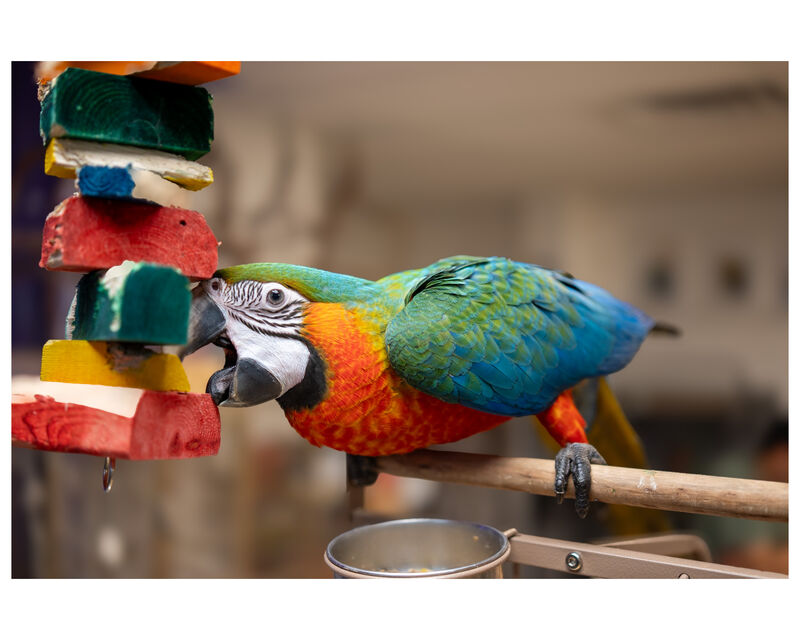 Macaw playing