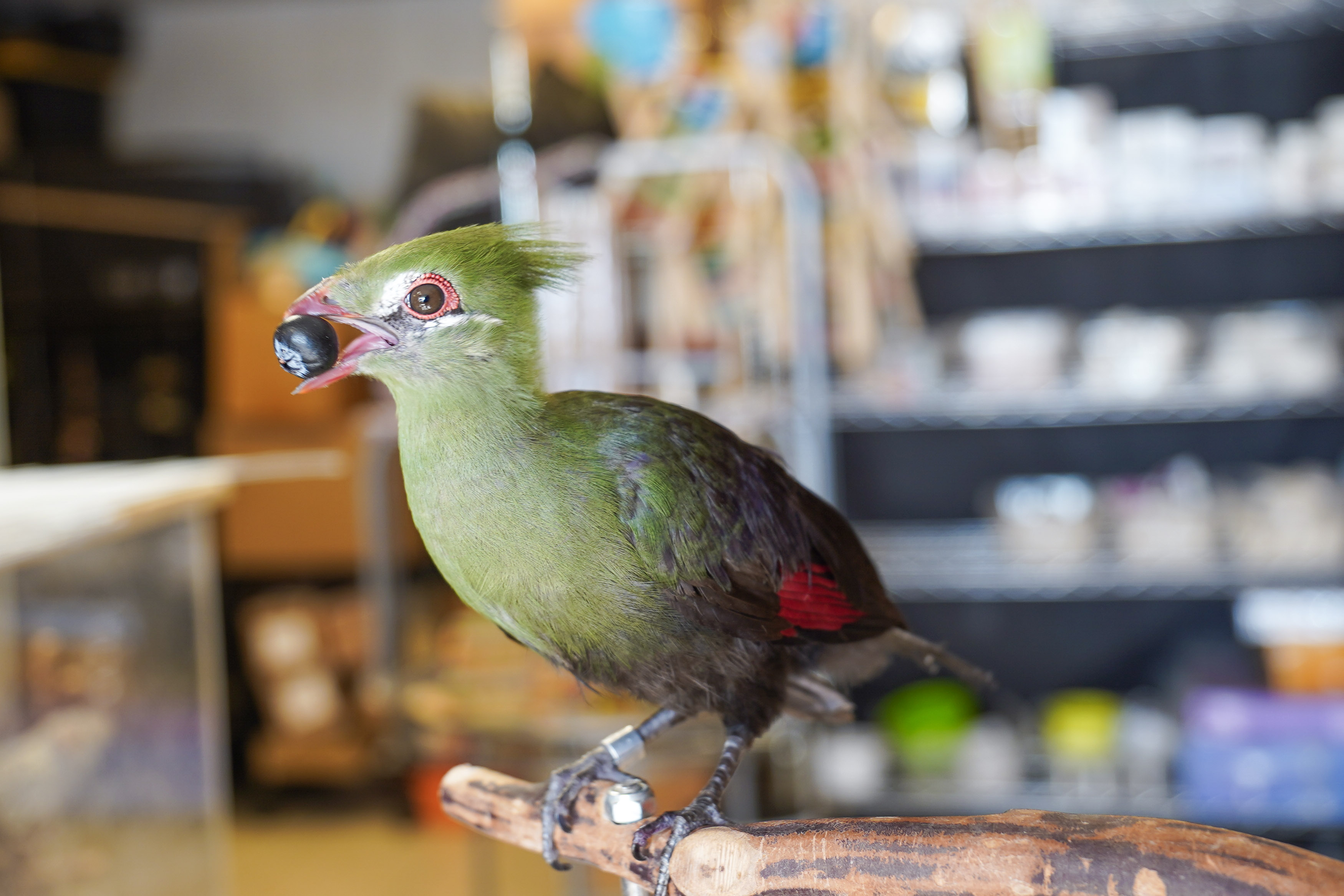 Persian Turaco at VCM Bird Land
