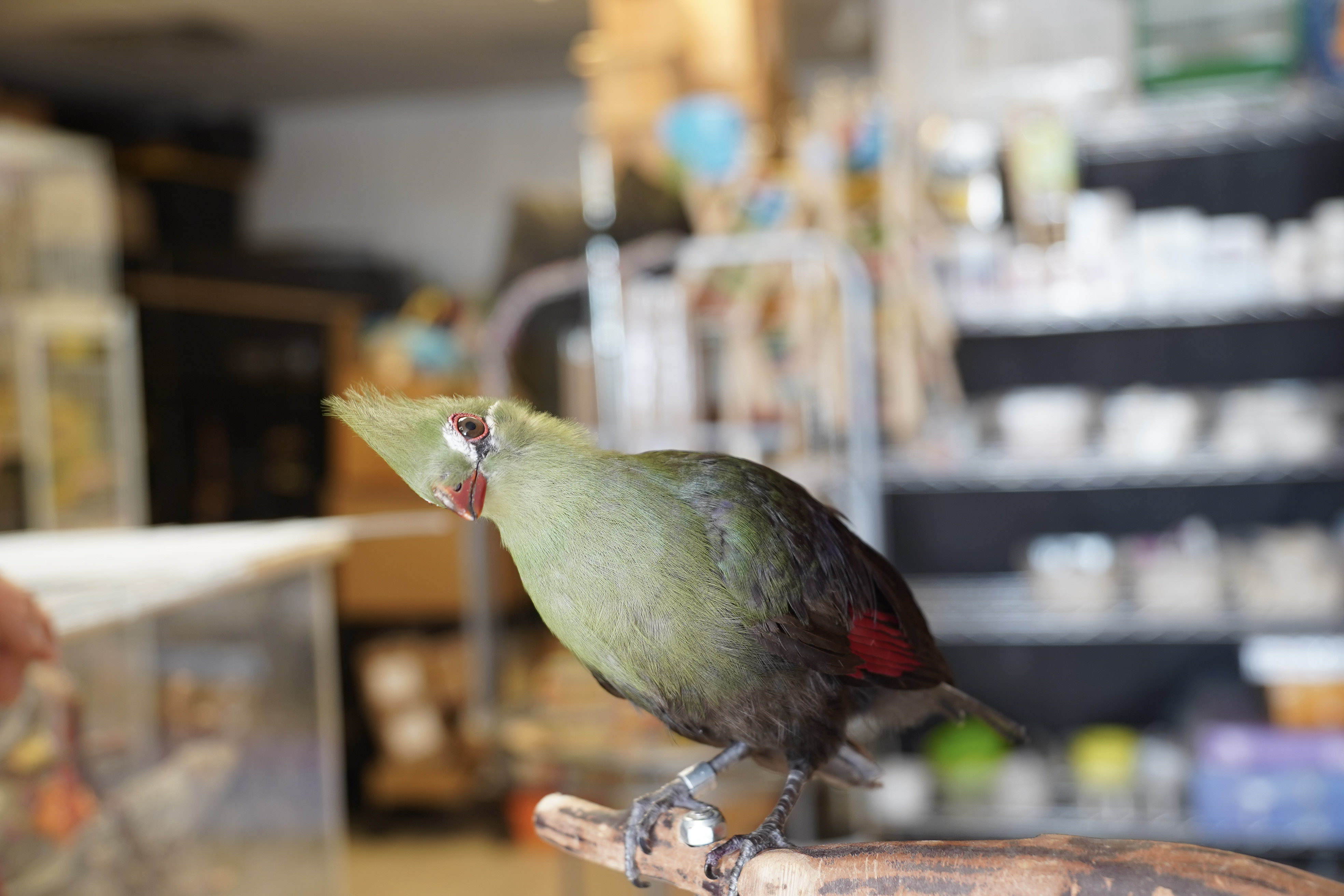 Persian Turaco at VCM Bird Land